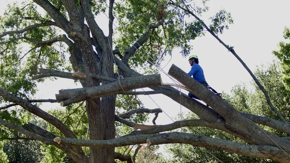 Professional Hazardous Tree Removal performed by certified arborists in Stoughton
